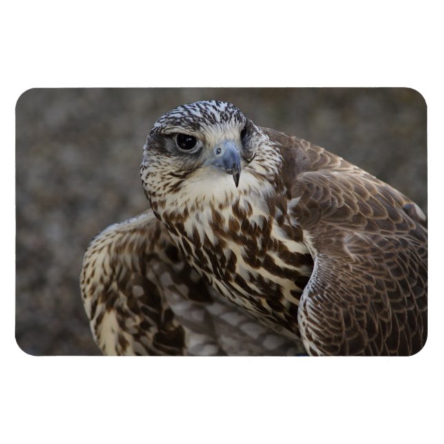 Falco cherrug magnet (Horisontell)