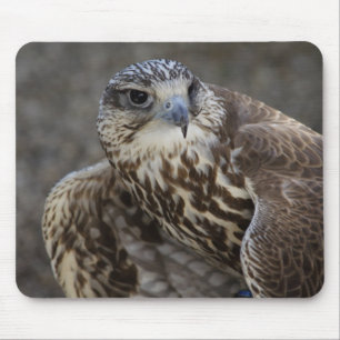 Falco cherrug musmatta