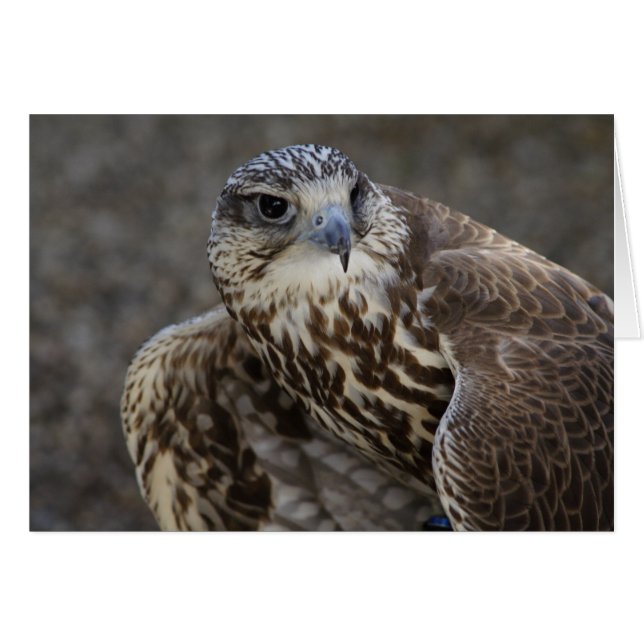 Falco cherrug OBS kort (Framsidan Horizontal)