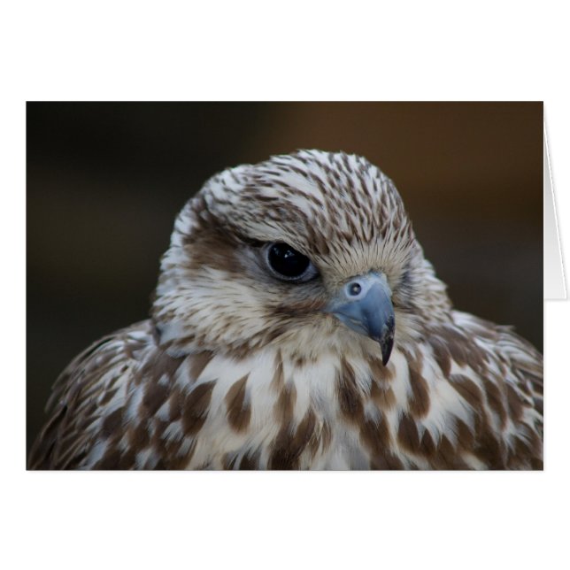Falco cherrug Porträtt Hälsningskort (Framsidan Horizontal)