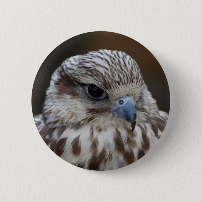 Falco cherrug Porträtt Knapp (Framsida)