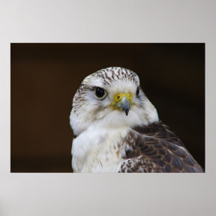 Falco cherrug Porträtt Poster