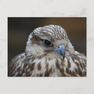 Falco cherrug Porträtt Vykort