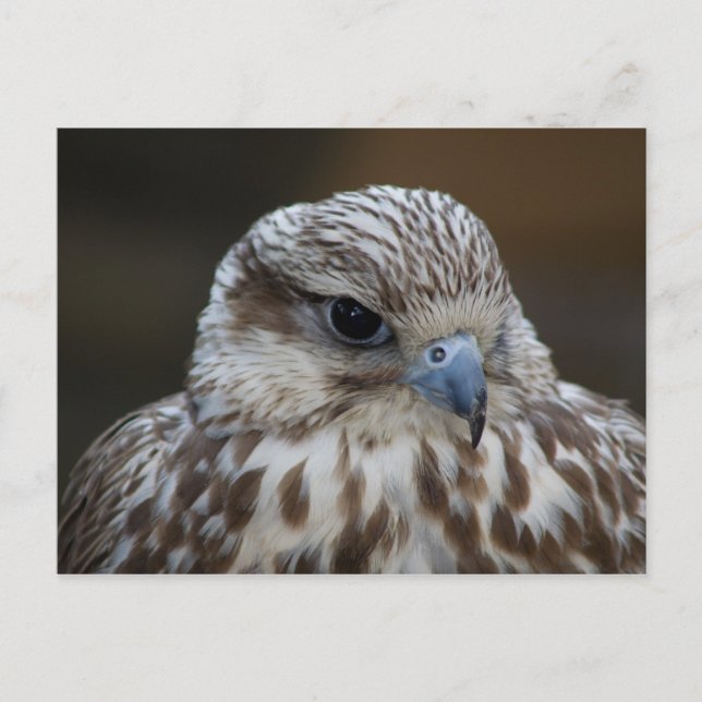 Falco cherrug Porträtt Vykort (Framsida)