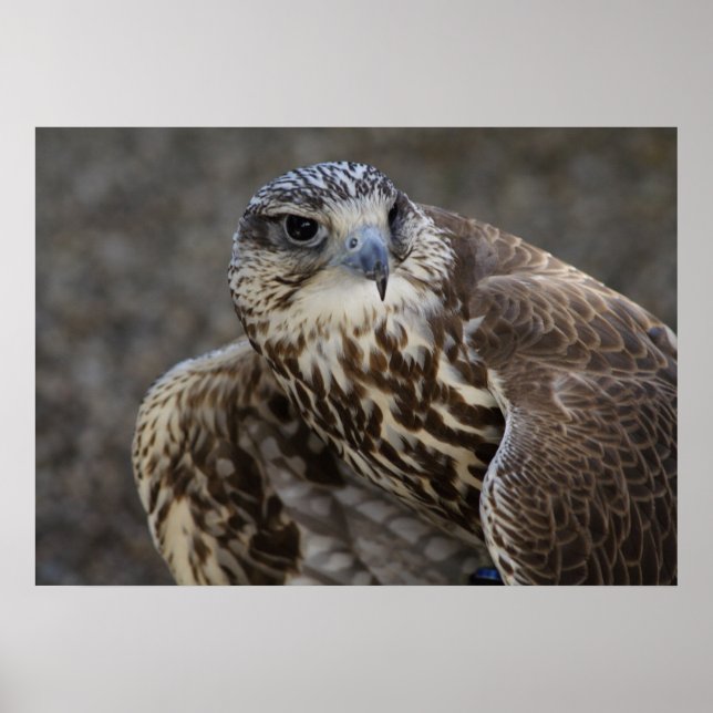 Falco cherrug poster (Framsidan)