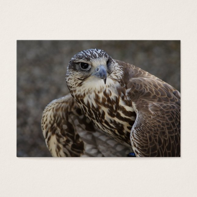 Falco cherrug visitkort (Framsidan)