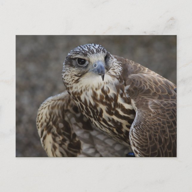 Falco cherrug vykort (Framsida)