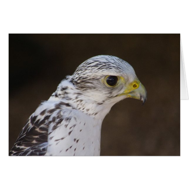 Falco rusticolus hälsningskort (Framsidan Horizontal)