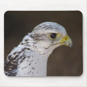 Falco rusticolus musmatta