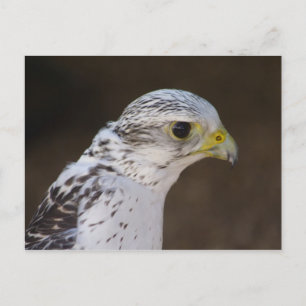 Falco rusticolus vykort