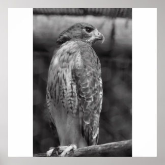 Falcon B/W-utskrift Poster