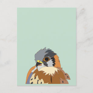 Falcon Bird Falcon Vykort