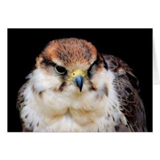 Falcon Card Hälsningskort