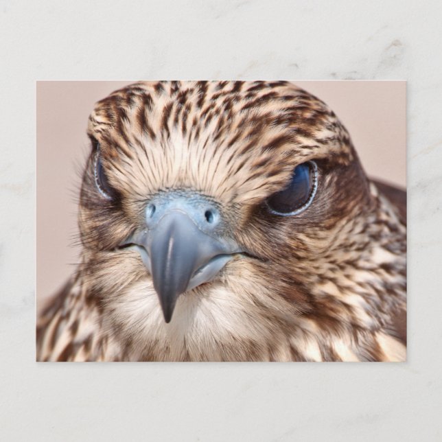 Falcon Close Up Vykort (Framsida)