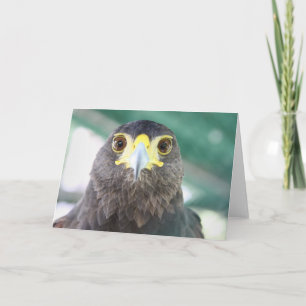 Falcon Greeting Card Kort