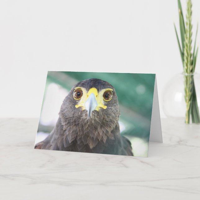 Falcon Greeting Card Kort (Framsida)