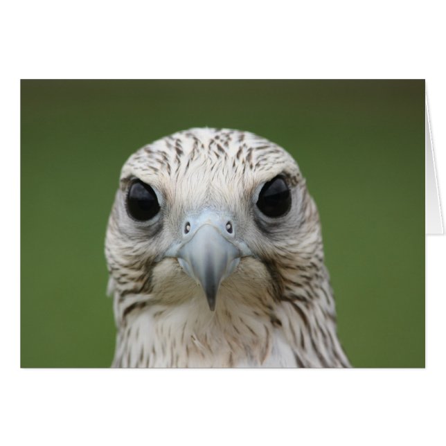 Falcon Hälsningskort (Framsidan Horizontal)