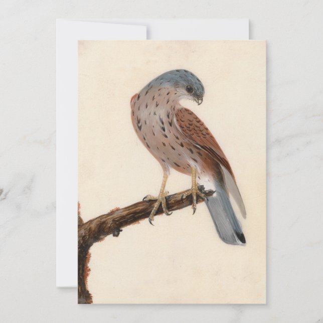 Falcon Hen Kestrel | William Lewin (Framsida)