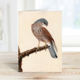 Falcon Hen Kestrel William Lewin Kort