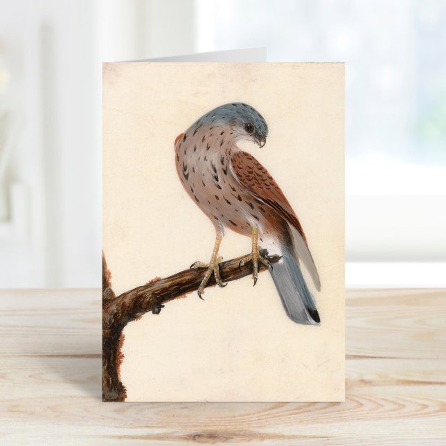 Falcon Hen Kestrel | William Lewin Kort (Skapare uppladdad)