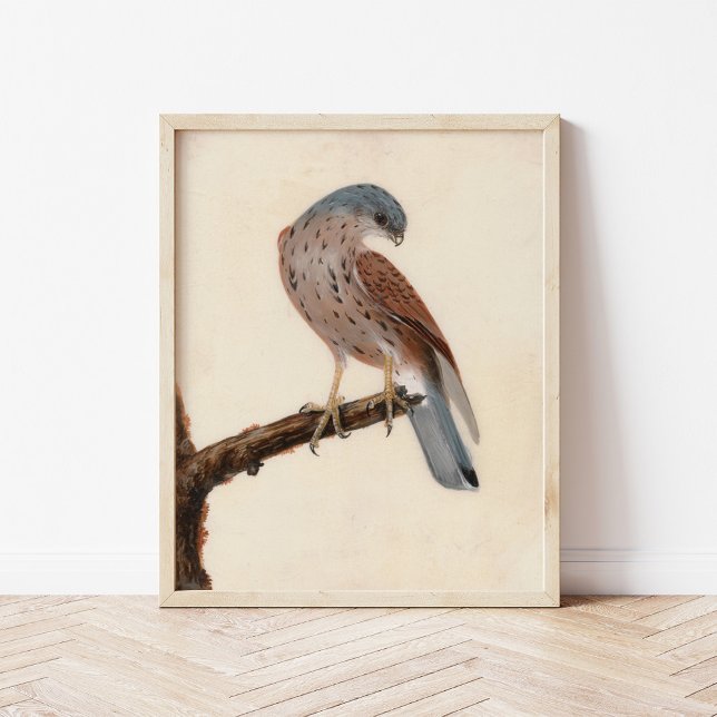 Falcon Hen Kestrel | William Lewin Poster (Skapare uppladdad)