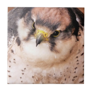 FALCON KAKELPLATTA