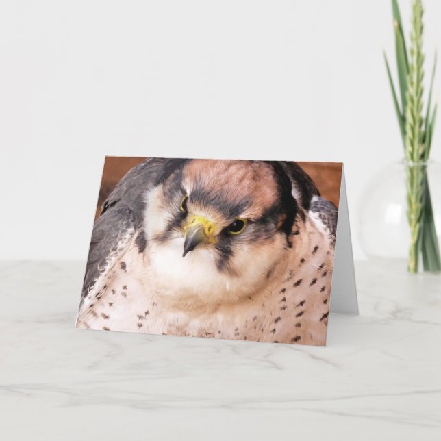 FALCON KORT (Framsida)