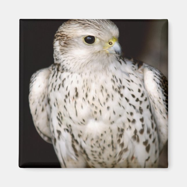 Falcon Magnet (Framsidan)