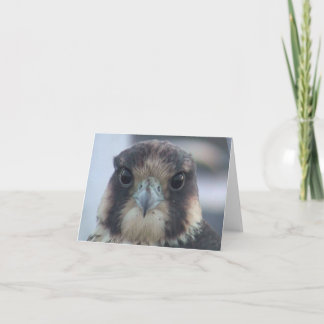 Falcon notecard kort