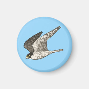 Falcon på Blue Magnet
