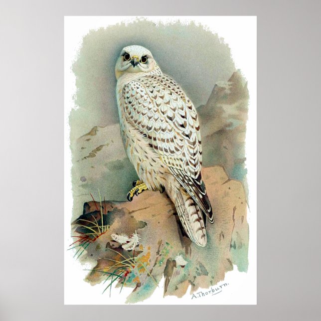 Falcon Poster (Framsidan)