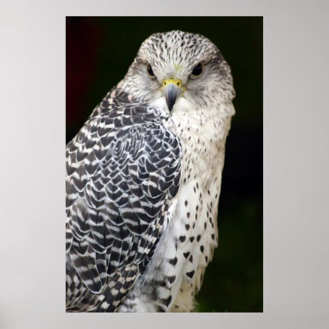 Falcon Poster (Framsidan)