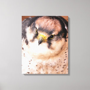 FALCON ROVFÅGEL CANVASTRYCK