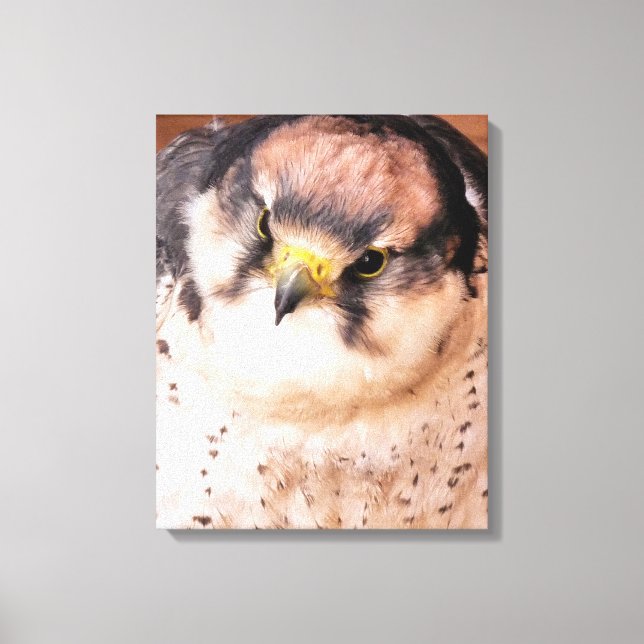 FALCON ROVFÅGEL CANVASTRYCK (Framsida)