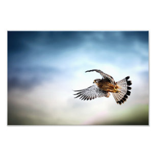 Falcon Soaring i Himlar Fototryck