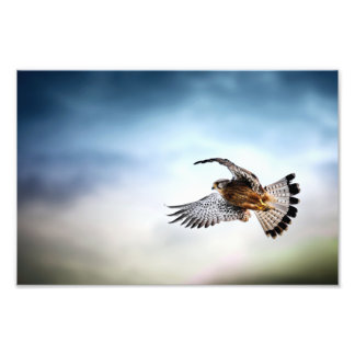 Falcon Soaring i Himlar Fototryck