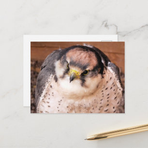 FALCON VYKORT