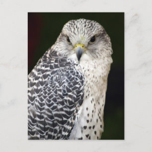 Falcon Vykort