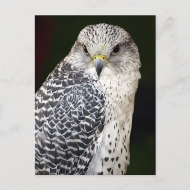 Falcon Vykort (Framsida)