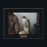 Falconry falcon black Qatar vycard Vykort<br><div class="desc">Vykort med synlig falk som används för förfalskning på en förfalskares handsko i Doha,  huvudstaden i Bukt land Qatar med svart gräns och texten: Qatar.</div>