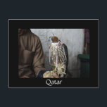 Falconry falcon black Qatar vycard Vykort<br><div class="desc">Vykort med synlig falk som används för förfalskning på en förfalskares handsko i Doha,  huvudstaden i Bukt land Qatar med svart gräns och texten: Qatar.</div>