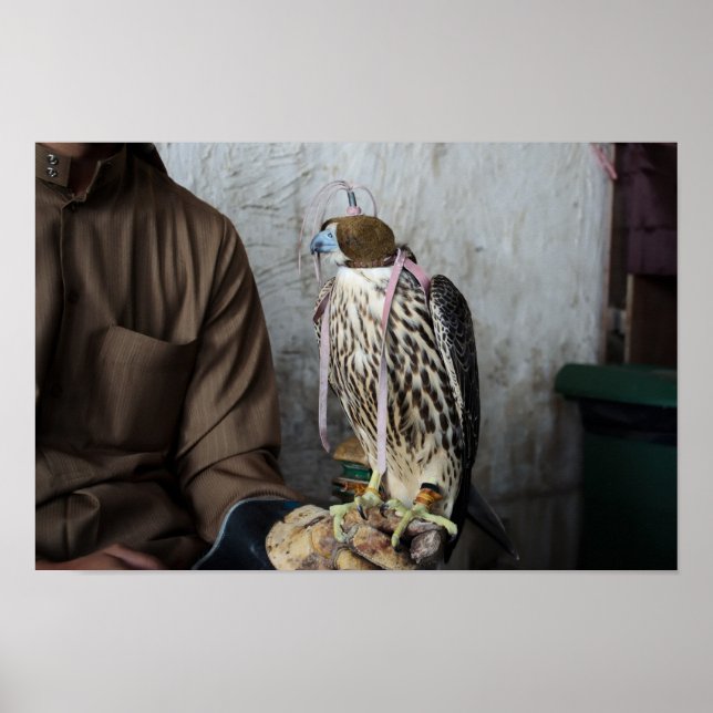 Falconry falcon poster (Framsidan)