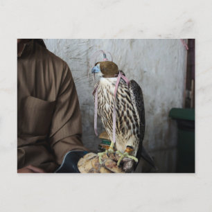 Falconry falcon vycard vykort