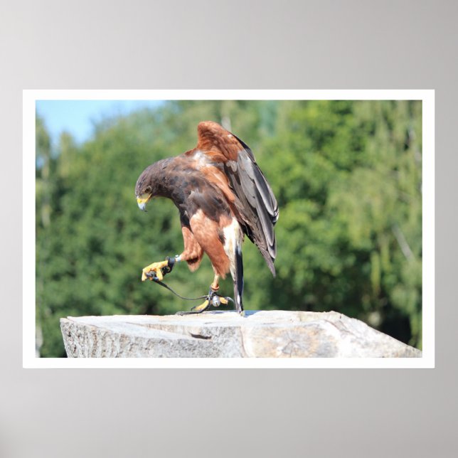 Falconry Harris Hawk med Jesses Poster (Framsidan)