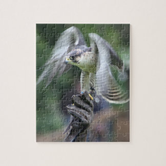 Falconry Pussel