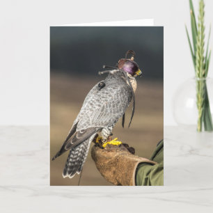Falconryhälsningkort Kort