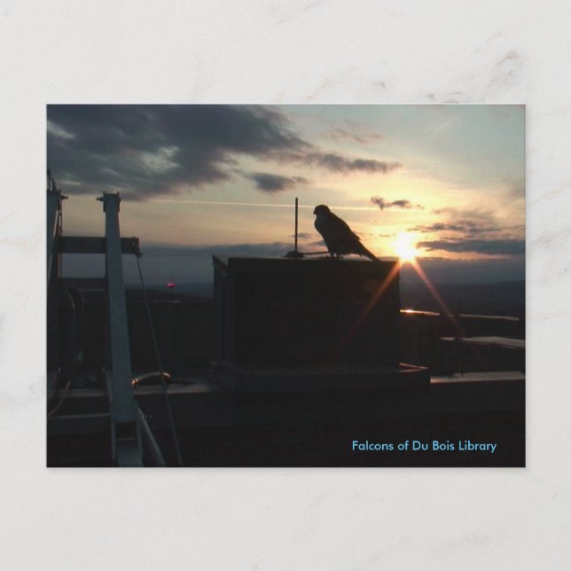 Falcons of Du Bois Bibliotek vycard Vykort (Framsida)