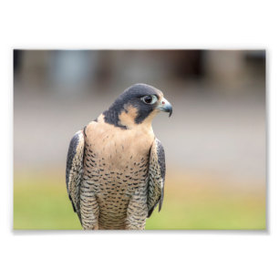 falk för Peregrine 5x7 Fototryck