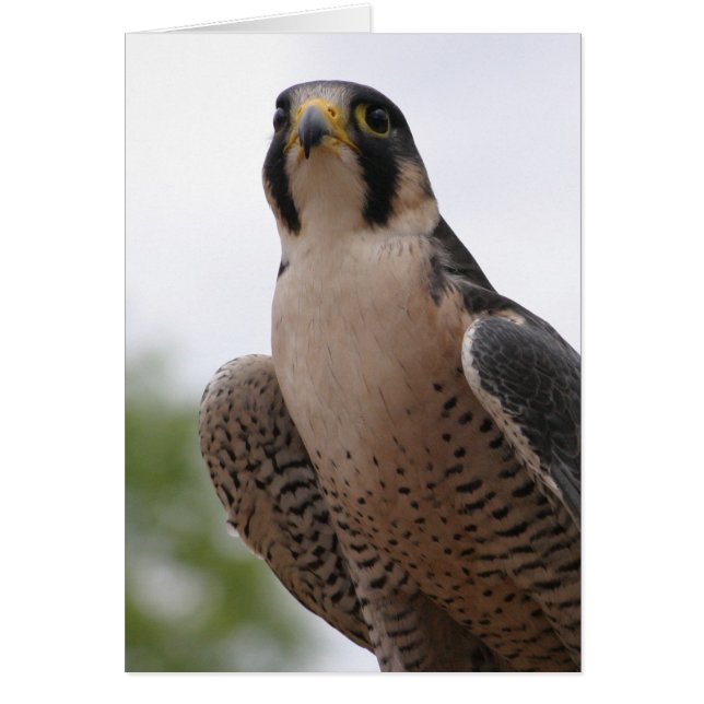 Falk Hälsningskort (Framsidan)