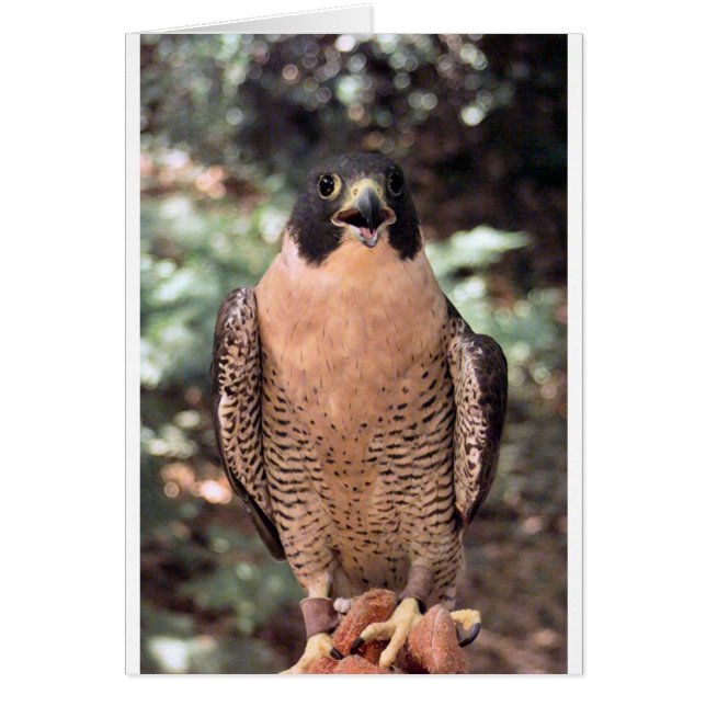 falk hälsningskort (Framsidan)